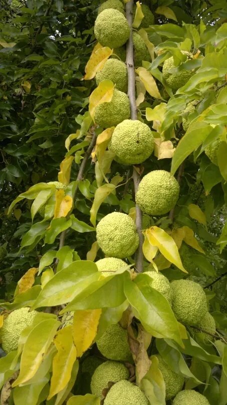 Maclura pomifera Raf CK Schneid (Маклюра оранжевая)