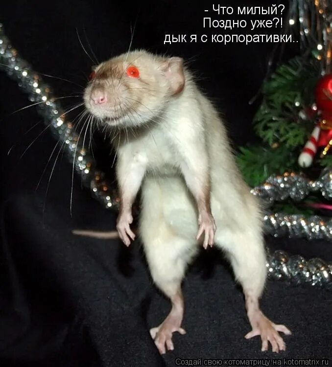 Я видел как мышь становится. Мемы с крысами. Смешные мыши с надписями. Я видел как мышь становится. Я видел как мышь становится.