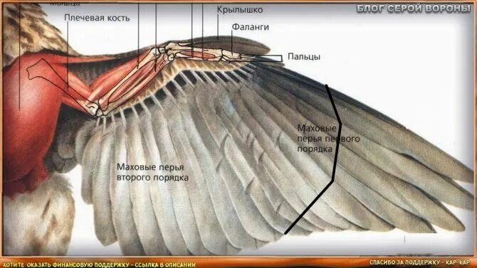 Кости пальцы птицы. Крыло птицы. Подрезанные Крылья у птиц.