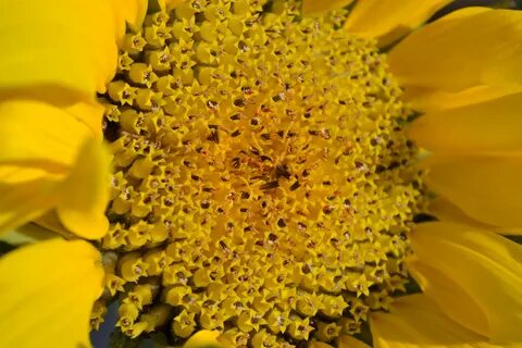 Yellow head