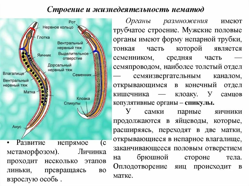 Половая система круглых червей. Нематоды строение. Половая система нематод. Строение мужской половой системы нематод.