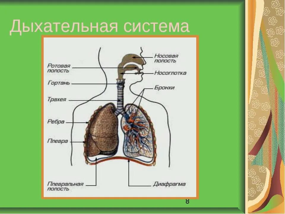 Соотнесите изображение органа дыхания с представителем класса