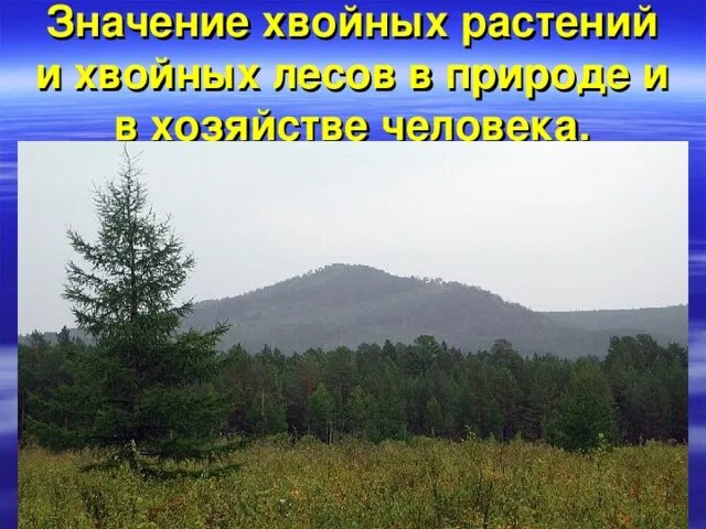 Какое значение хвойных. Значение хвойных. Значение хвойных лесов для человека. Роль сосны. Роль сосны в природе.