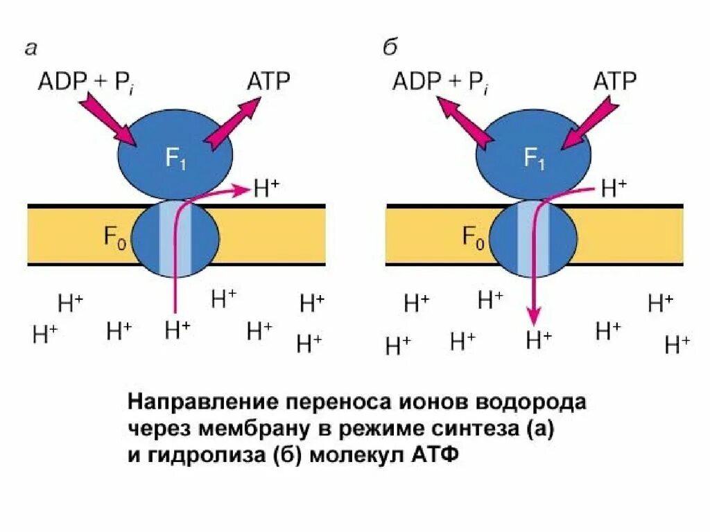 Phase r. Транспорт ионов водорода через мембрану. Перенос ионов через мембрану. Транспорт ионов кальция через мембрану. Переход водорода через мембрану.