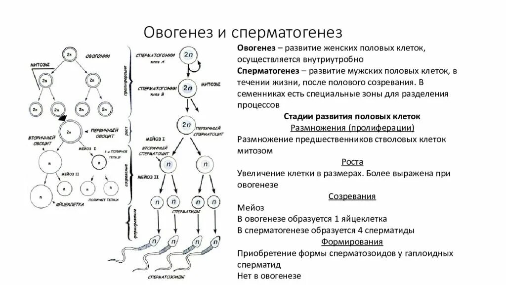 Таблица стадия фаза сперматогенез овогенез. Этапы сперматогенеза схема. Овогенез схема ЕГЭ. Схема процессов сперматогенеза и овогенеза. Образование женских половых клеток происходит