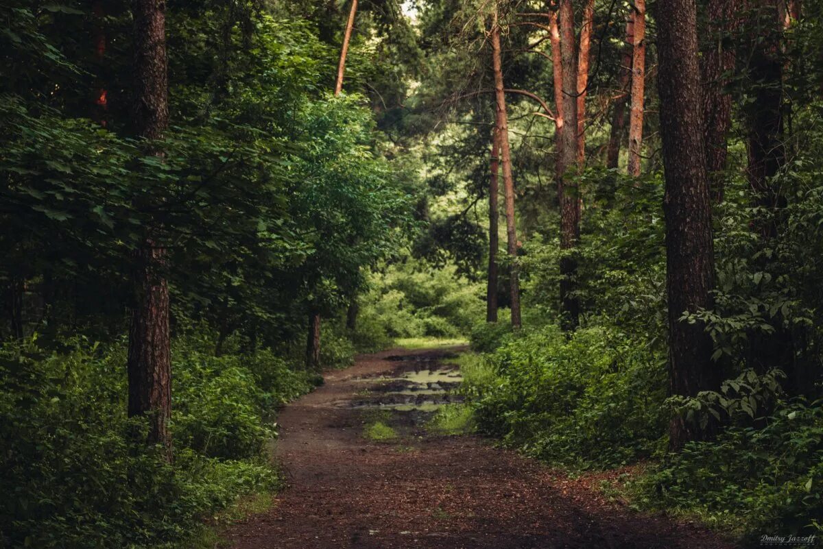 Кузьминский лесопарк котельники. Котельники лес. Пик кузьминский лес котельники. Парк усадьба кузьминки. Кузьминский лес.