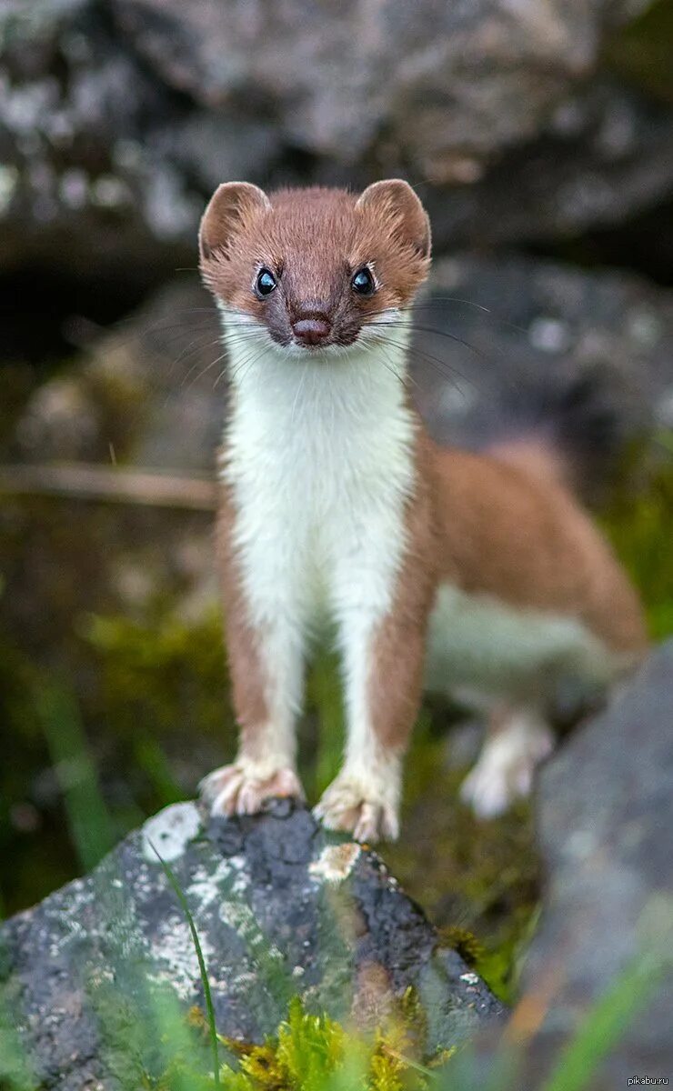 Звери горностай. Солонгой Забалькайский. Горностай (Mustela erminea). Ласка (Mustela nivalis). Ласка норка хорёк горностай.