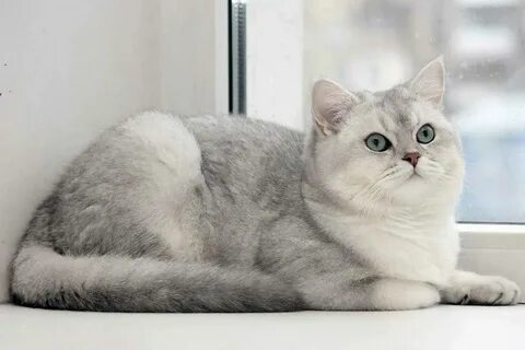 Шотландская серебристая