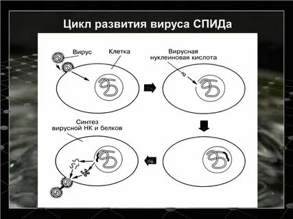 Как происходит размножение вирусов