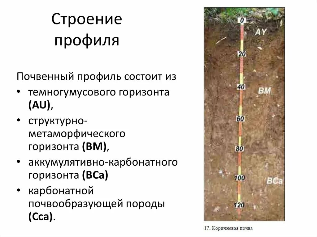Структура почвы лесная подстилка. Почвенный профиль каштановых почв. Почвенной профиль чернозем почвы. Строение профиля. Почвенные горизонты черноземов обыкновенных.