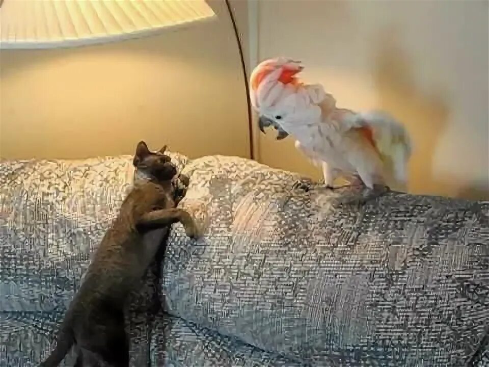 Попугай и кот. Кот и попугай. кот с попугаем. смешные коты и попугаи. кот дерётся с попугаем.