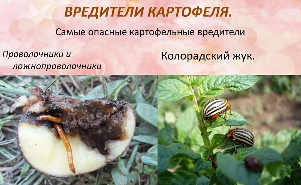 Будет ли картошка если жук съел ботву