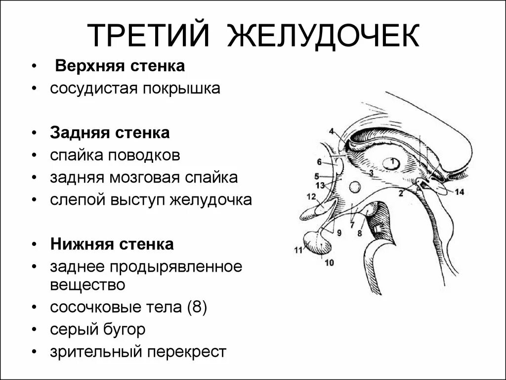 Структуры 3 желудочка