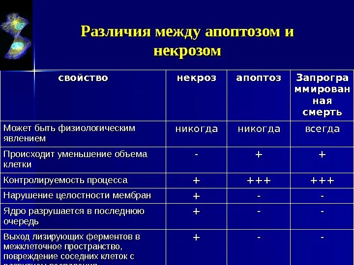 Различия между апоптозом и некрозом. Различия некроза и апоптоза таблица. Некроз и апоптоз различия. Отличия некроза от апоптоза таблица. Содержит ферменты осуществляющие апоптоз