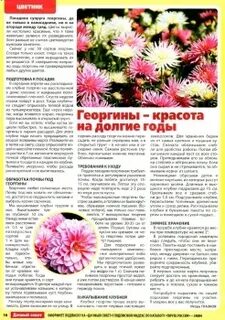 Когда высаживать рассаду георгин