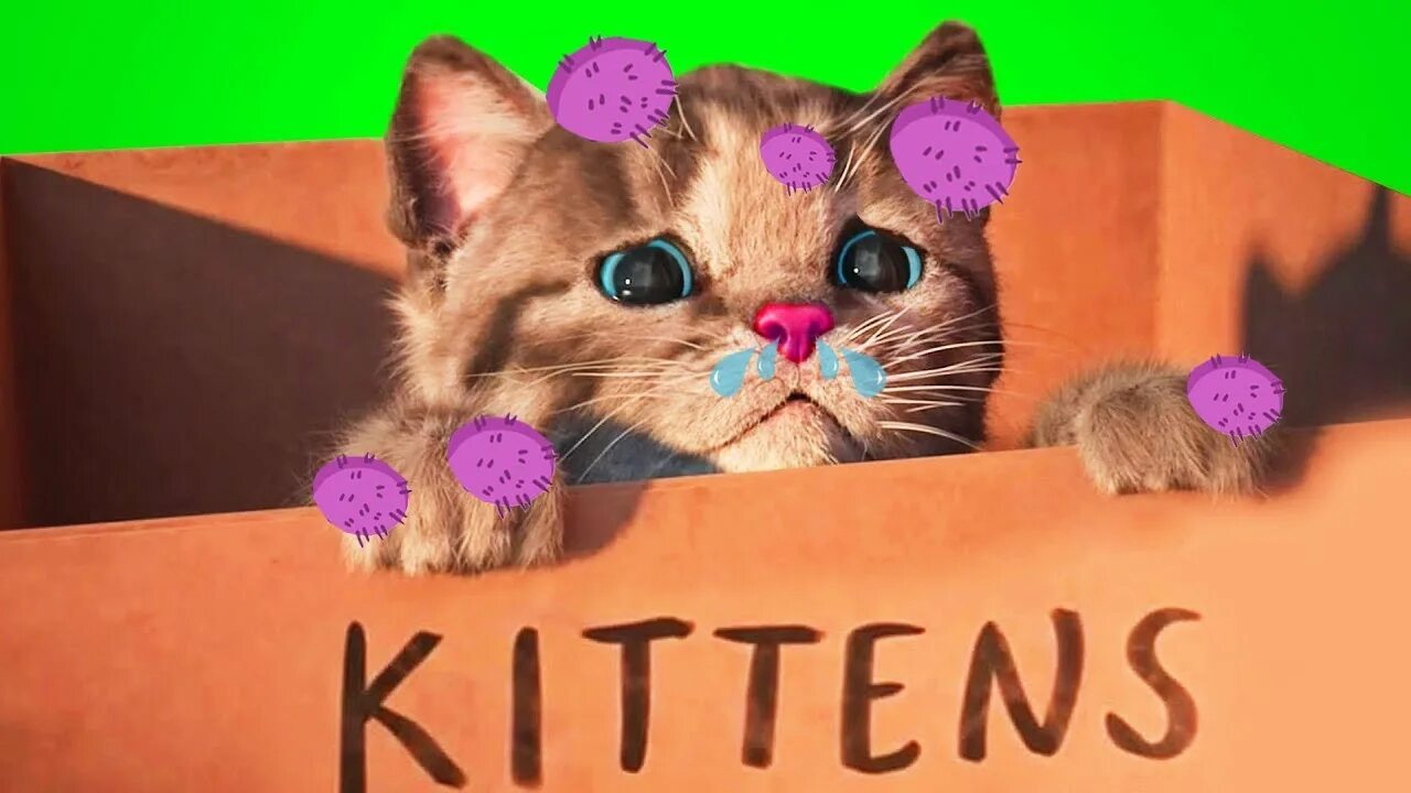 My kitten is little. My kitten is little
