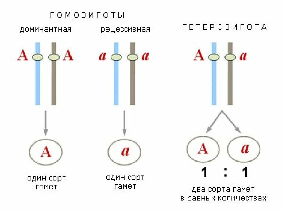 Гетерозиготные особи имеют генотип. Аллельные гены это гетерозиготные. Гомозиготные гены пример. Гетерозиготный генотип как определить. Гомозигота и гетерозигота примеры.