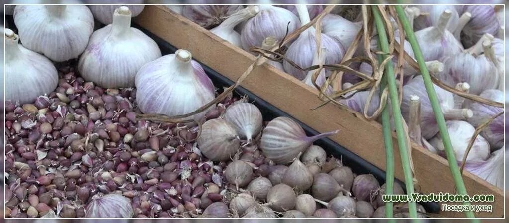 gardener sets garlic in soil Stock-Foto Adobe Stock