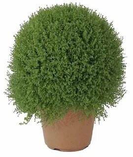 Куст в горшке