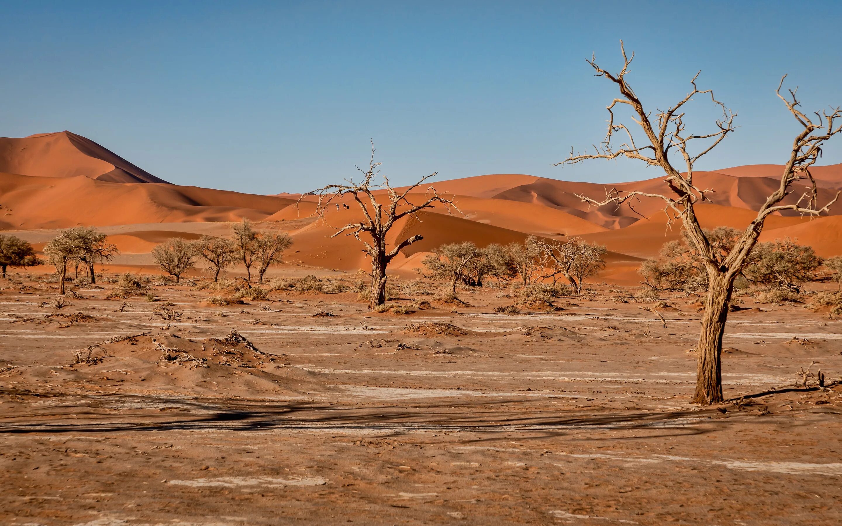 Леса несмотря на тропический зной не. Эль-Азизия Ливия. Кусты в пустыне Намиб. Оазис в пустыне Верблюды. Пейзаж пустыни Кызылкум.