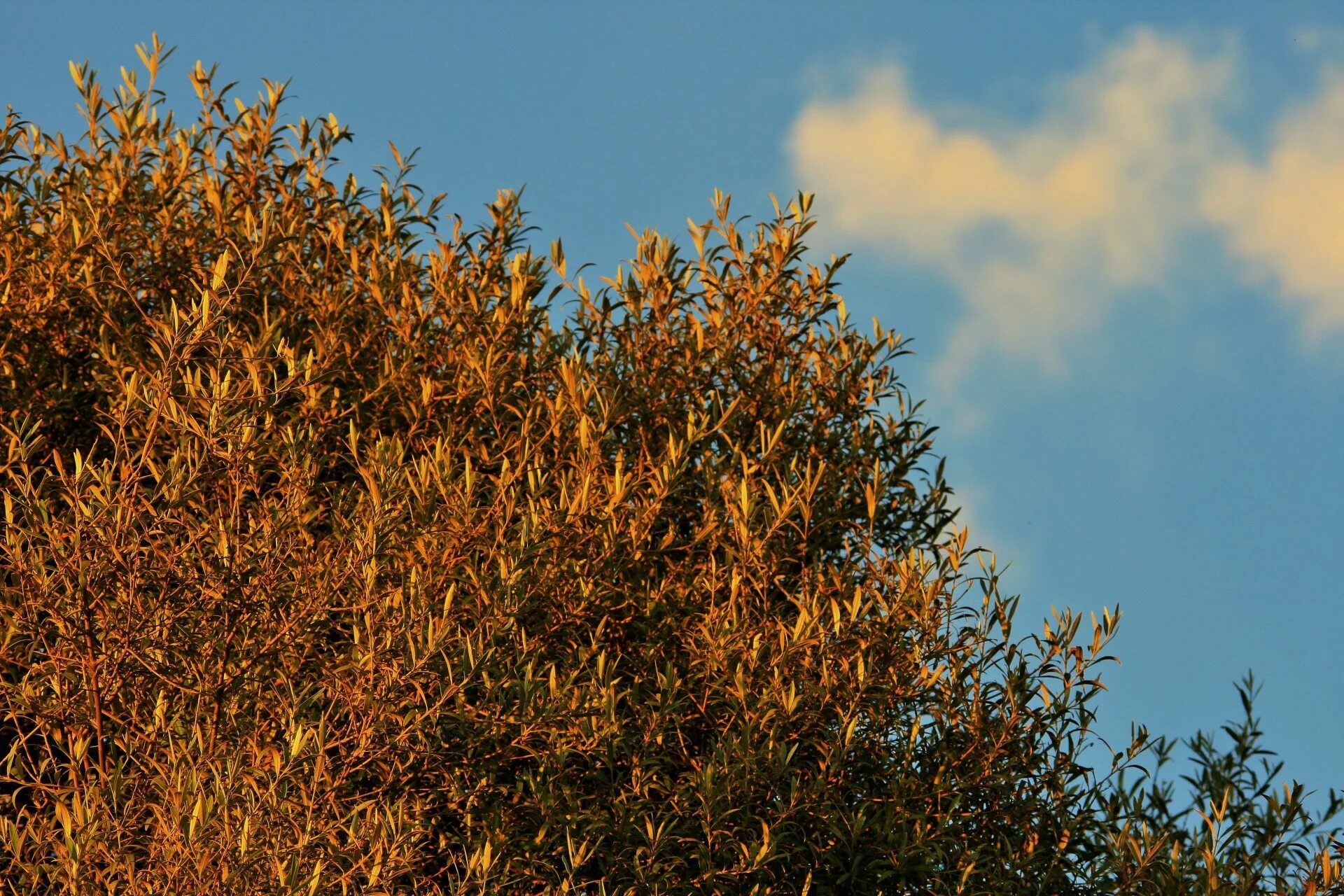 Wild tree. Wild tree