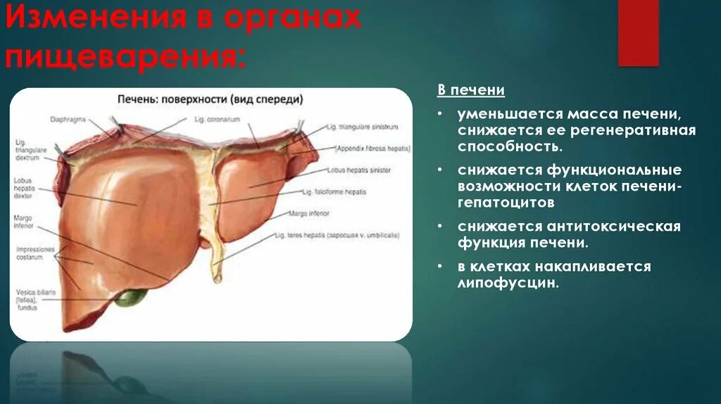 Может ли уменьшиться печень. Антитоксическая функция печени. Причины и механизмы нарушений антитоксической функции печени.. Причины антитоксическая функция печени. Изменения в органам пищеварения при старении печень.