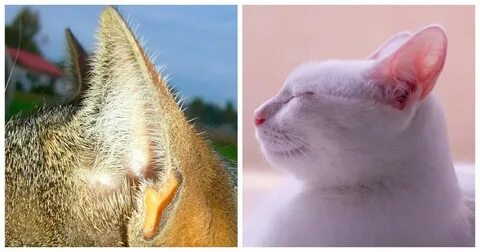 Желтые уши кошки