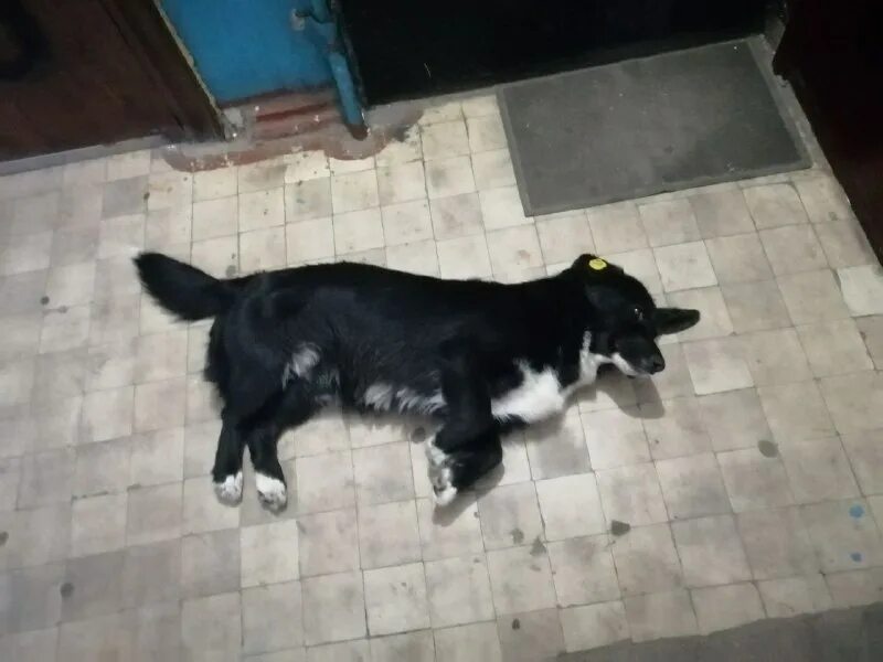 бездомные животные в подъезде. бездомная собака в подъезде. собака на лестничной площадке. бродячие собаки в подъезде. собаки живут в подъезде.