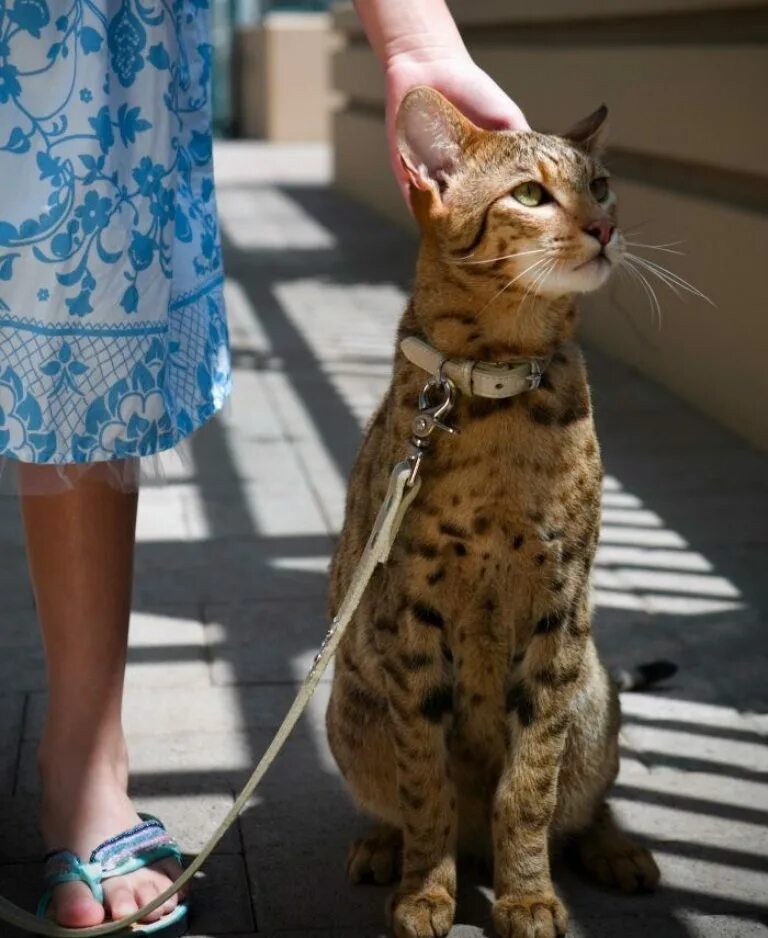 Кот ашера. Мейн кун ашера. ашера кошка леопард. кошка ашера. саванна ашера.