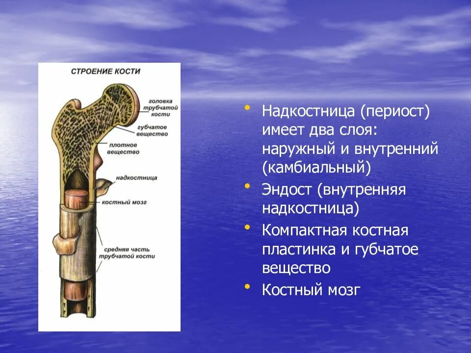 Рост губчатых костей. Трубчатая кость надкостница. Структура кости надкостница. Строение компактного вещества трубчатой кости. Строение кости эндост периост.