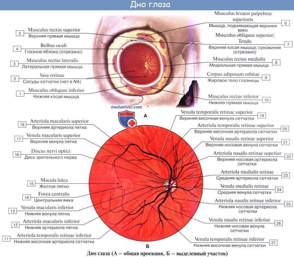 Внутренняя оболочка вен латынь. Глазное дно сетчатка глаза анатомия. Строение сосудов сетчатки. Глазное яблоко анатомия медунивер. Глазное дно строение глаза.