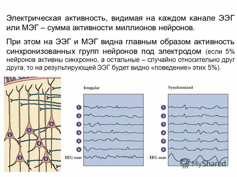 Потенциал ээг. Электрическая активность нейрона. Виды электрической активности нейрона. Метод регистрации импульсной активности нервных клеток. Электрическая активность.