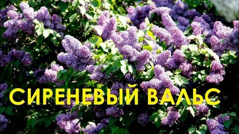 Сиреневый вальс в саду