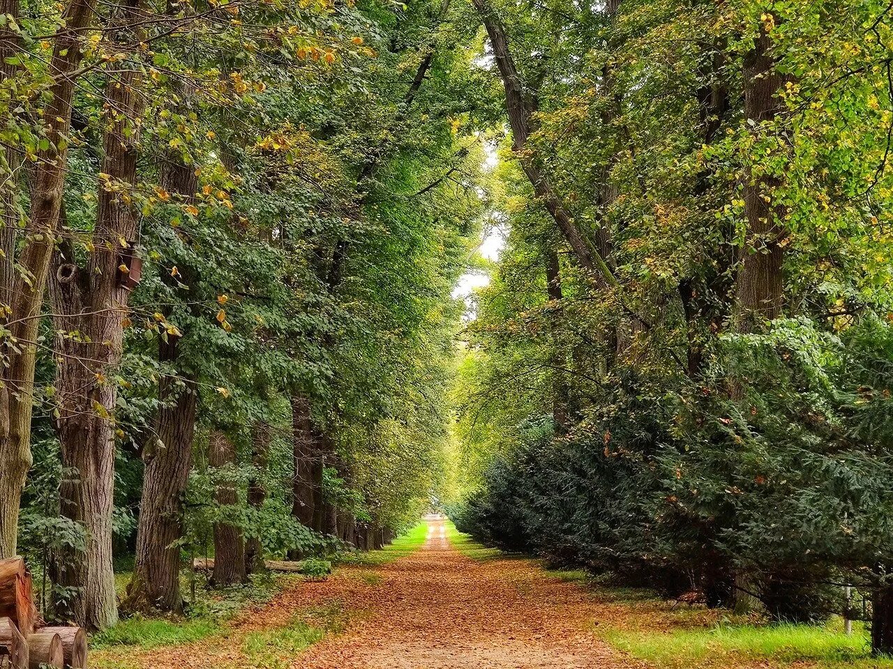 I go to nature. Прогулка в лесу. Прогулка в леса. Лесная прогулка. Прогулка по летнему лесу.