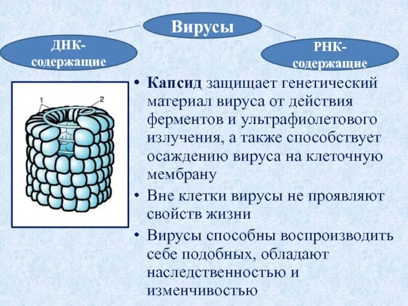 Капсид это. Функции капсида вирусов. капсид вируса. капсид белковая оболочка вируса. капсид состоит из.