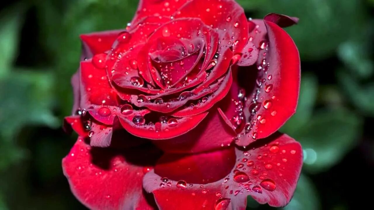 Росы дорогие. Красивые розы. Самые красивые розы. Самые красивые розы в мире. Красные розы.