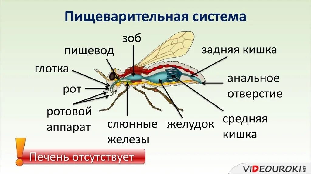 Какие органы хорошо развиты у насекомых. Пищеварительная система двукрылых насекомых. класс насекомые пищеварительная система. строение пищеварительной системы насекомых. особенности строения пищеварительной системы насекомых таблица.