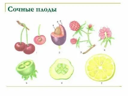 Плод гласит