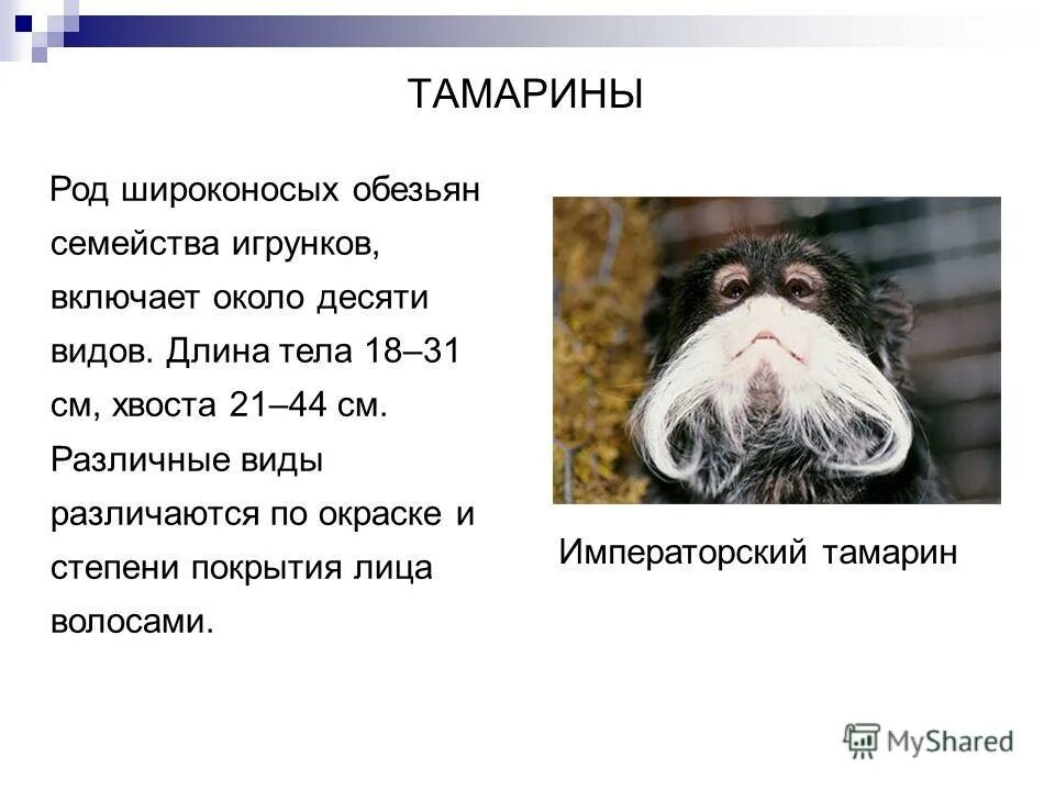 Приматы систематика. Приматы систематика