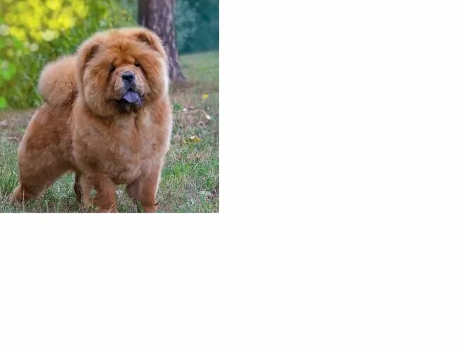 Чао чао жорик. Чау чау язык. Супер жорик чао чао. Супер жорик песни чао чао. Песня чао чао слушать на русском.