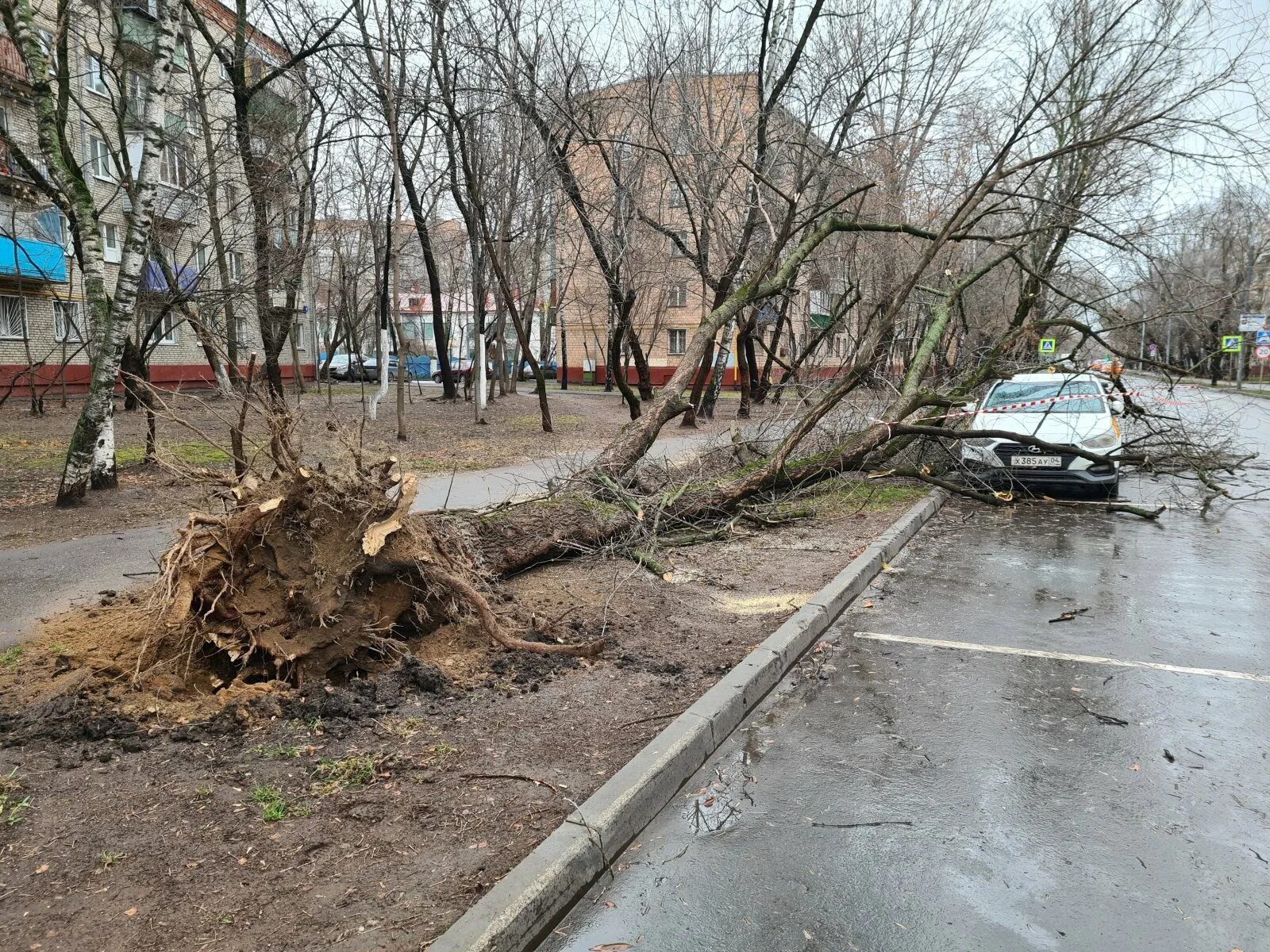 Сильный ураган в Москве 2021. Ураган в Москве повалил деревья. Поваленные деревья в Москве. Поваленное дерево.