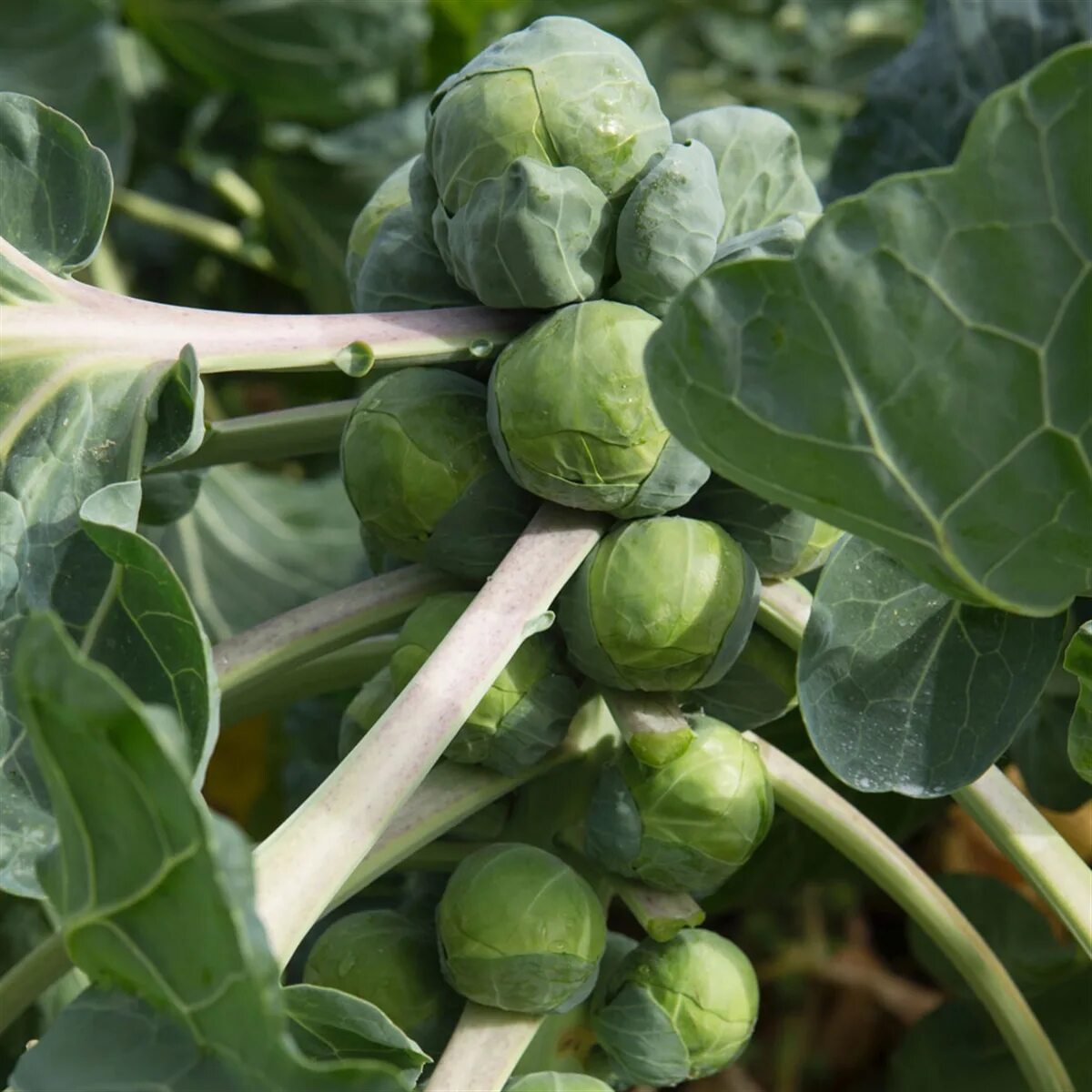 капуста брюссельская командор. брюссельская капуста семена. капуста брюссельская розелла. капуста брюссельская бриллиант f1. брюссельская капуста растение.