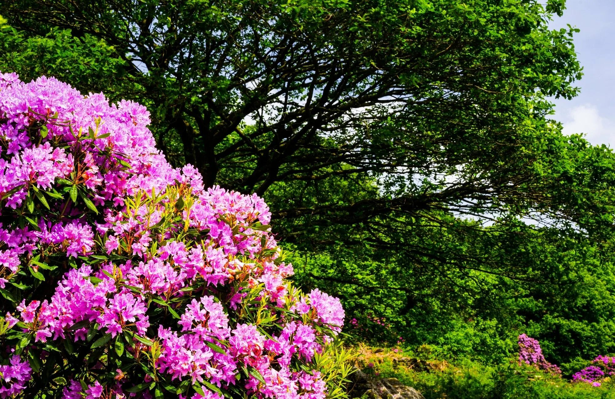 Сирень лагерстремия. Парк шеффилд гарден,природа,цветы,деревья,. Цветущие деревья и кустарники. Цветущие кусты в парке дендрарий. Лагерстремия индийская куст.