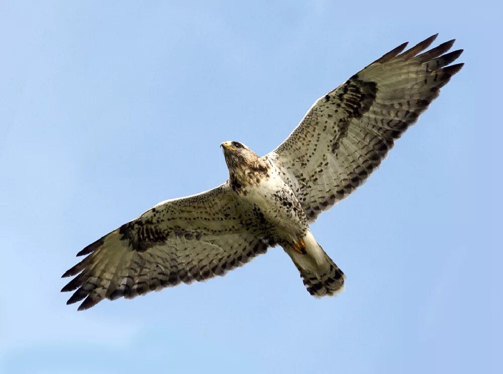 Восточно сибирский беркут. Императорский орел могильник. Птица сокол саратовская область. Орел свердловская область. Крымский орел беркут.