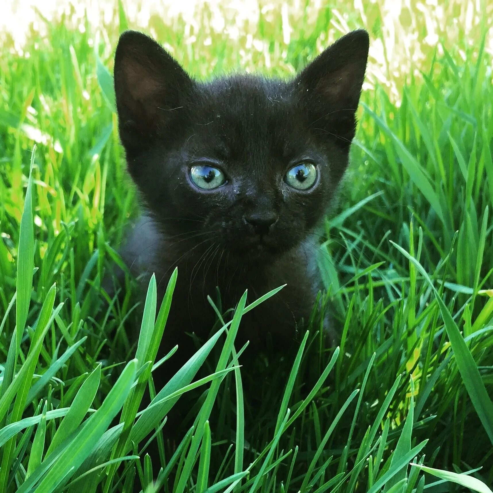 Черный котенок. Чёрный котёнок с зелёными глазами. Черные гладкошерстные коты. Котенок с зелеными глазками. Черные котята в добрые