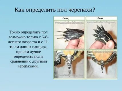 Как понять пол 4