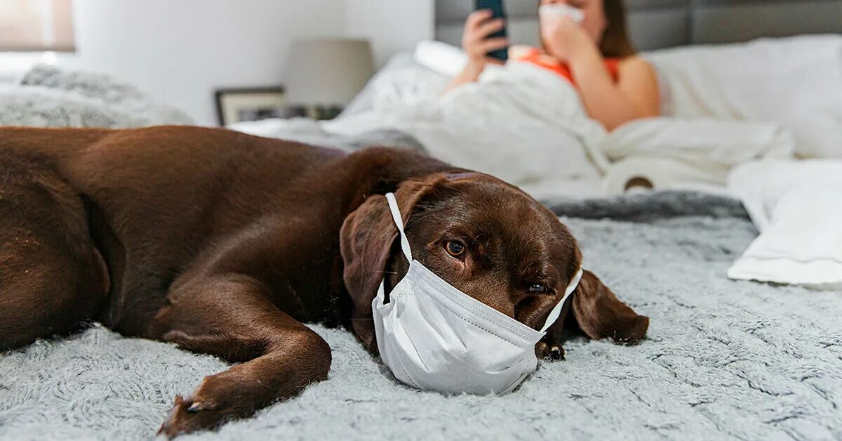 Болезни домашних животных. Домашний лечение коронавирус