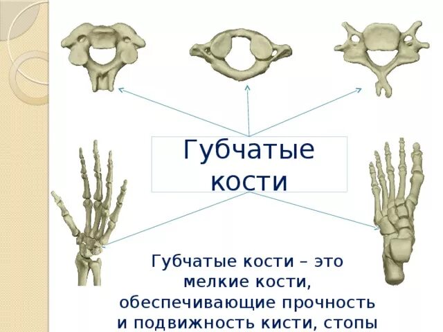 3 губчатые кости. Губчатая кость примеры. Сесамовидные кости губчатые кости. Короткие губчатые кости строение. Кости запястья губчатые или трубчатые.