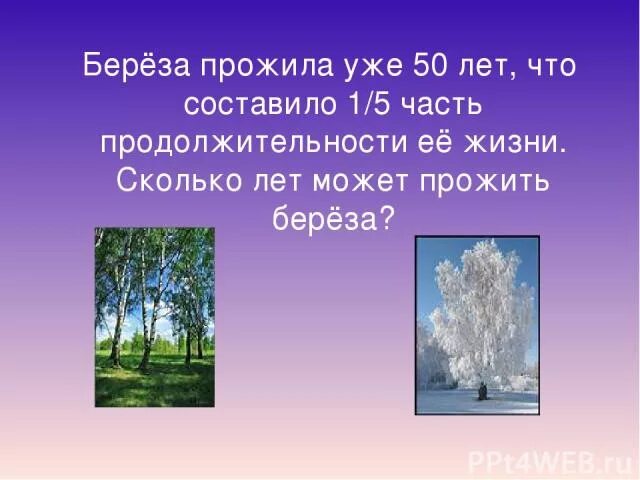 Жизнь березы сколько лет