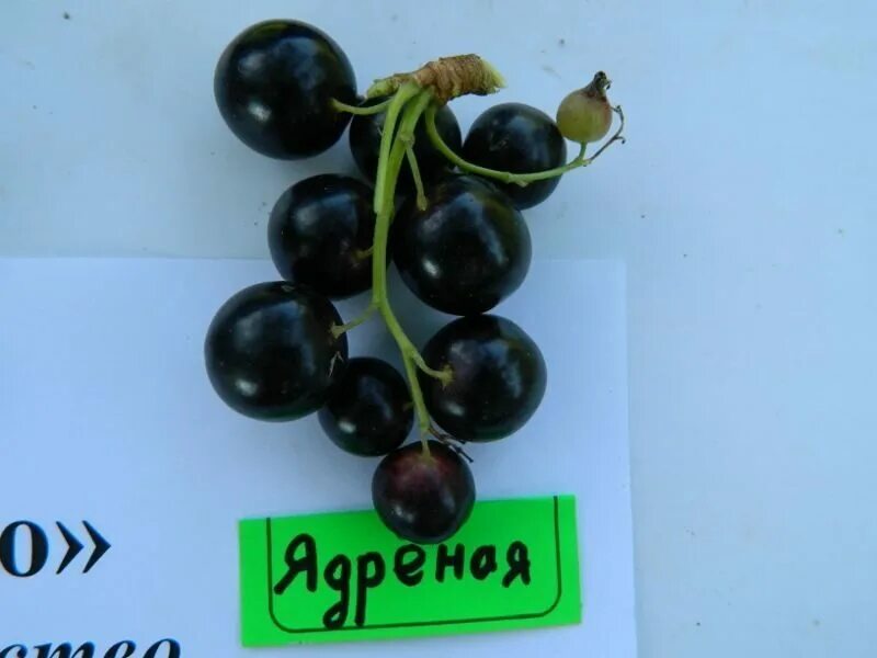 смородина ядреная. смородина черная пигмей. черная смородина сорт ядреная. смородина черная ядреная. смородина черная (ribes nigrum `ядреная`) 2-х летка.